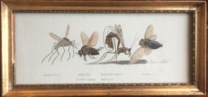 Insekt maleri - Anker Odum