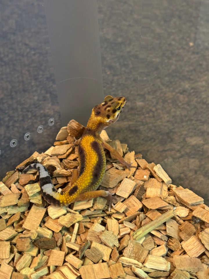 Gekko, Leopardgekko