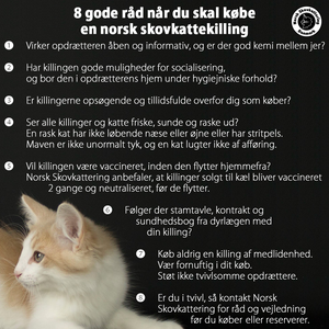 Find Norsk Kat - Sjælland på DBA - køb og af og brugt