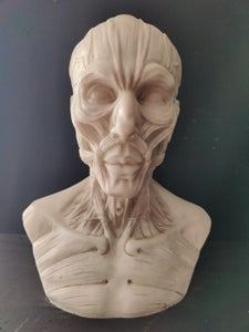 Skulptur, Busto Anatomico finemente definito, dal Modello di Houdon - H 60 cm...