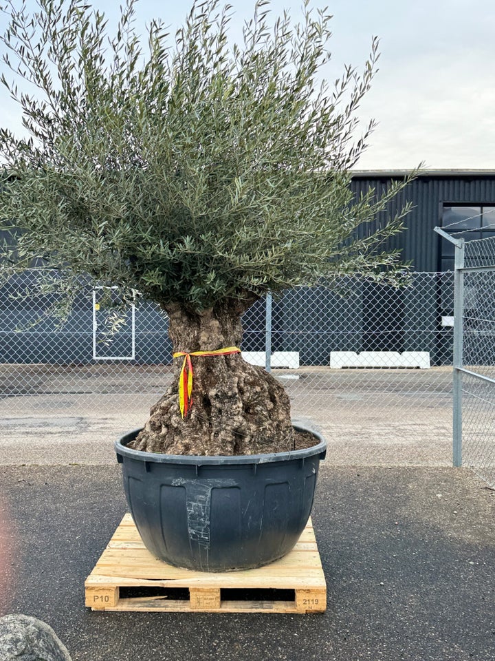Oliventræ Olea Europaea 375/500 L
