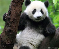 Denne panda har brug for kærlighed