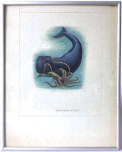 Kaskelothval og blæksprutte - Anker Odum