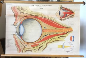 Vintage anatomisk planche med øjets opbygning