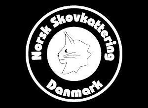 Leder du efter en Norsk Skovkat?