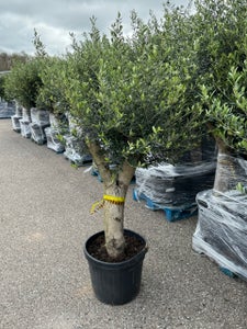 Oliventræ Olea Europaea 45 L ca. 30-40 år gammelt