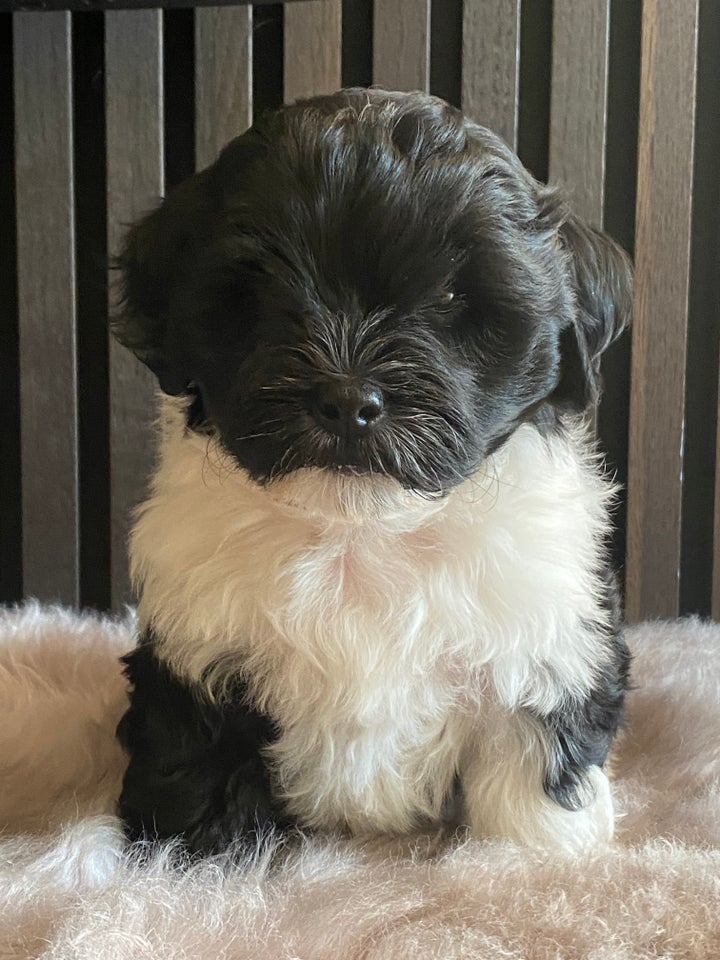 LHASAPOO F1