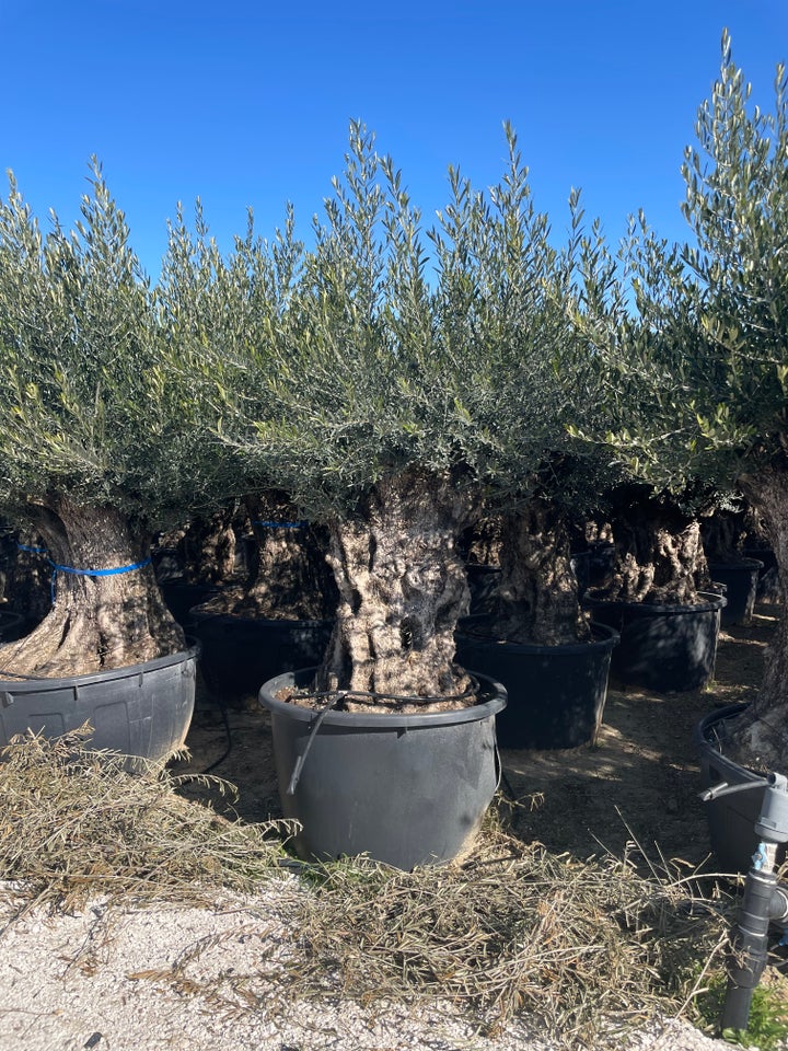 Oliventræ Olea Europaea 375/500 L